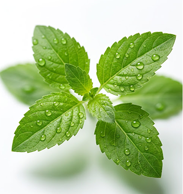 Tulsi